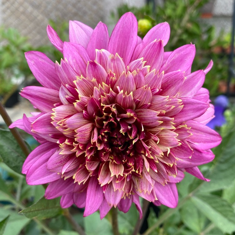 plant image 1513825 plant image 1513825