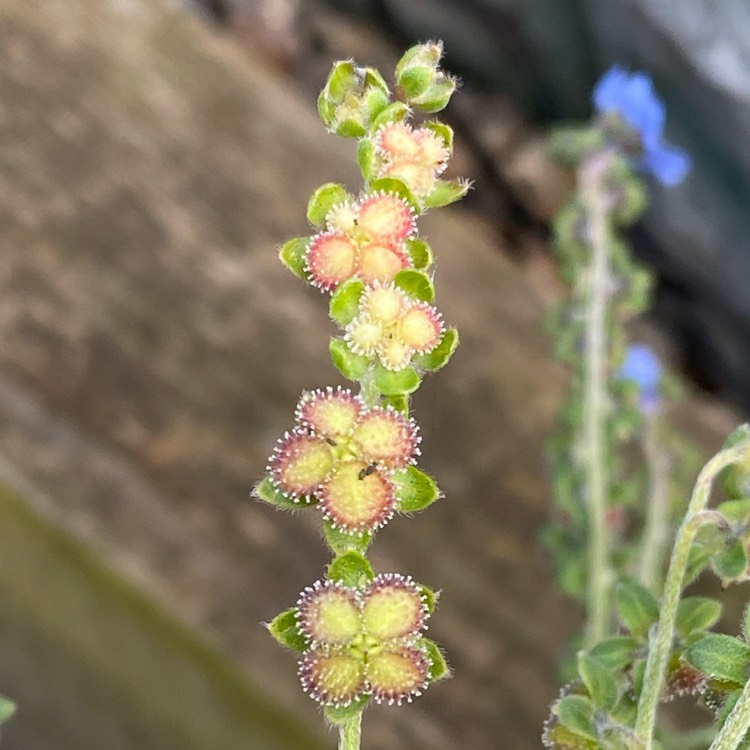 plant image 1514264 plant image 1514264