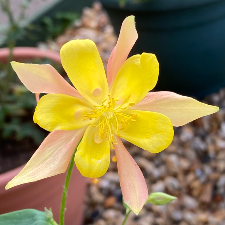 plant image 1515243