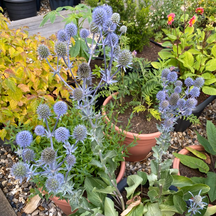 plant image 1515244