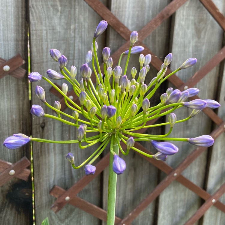 plant image 1515587 plant image 1515587