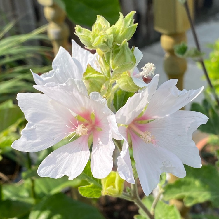 plant image 1516627 plant image 1516627