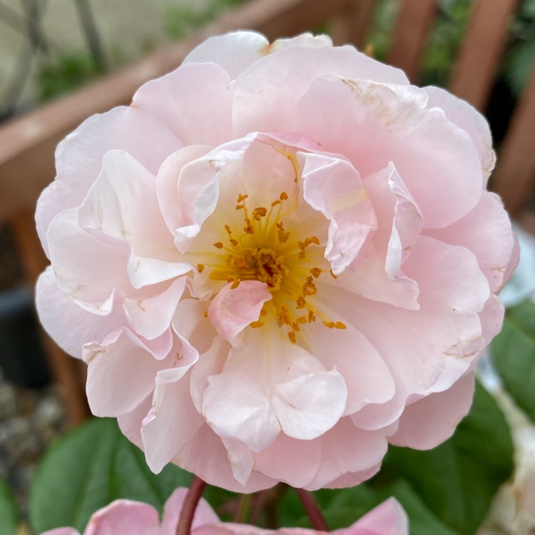 plant image 1517098