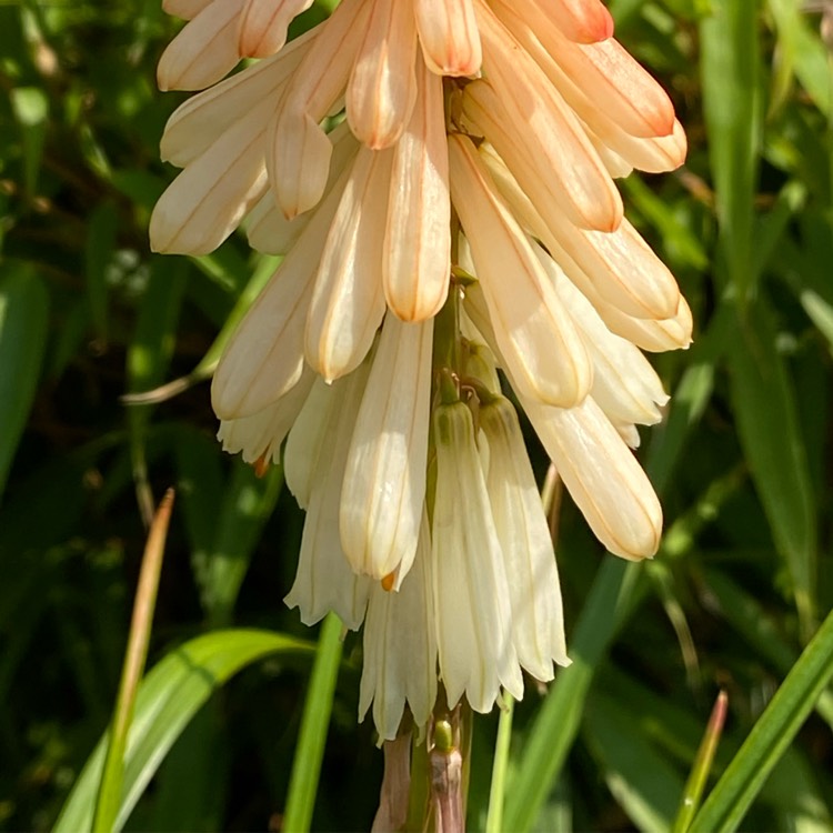 plant image 1517549 plant image 1517549