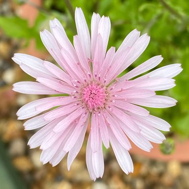 Crepis Rubra