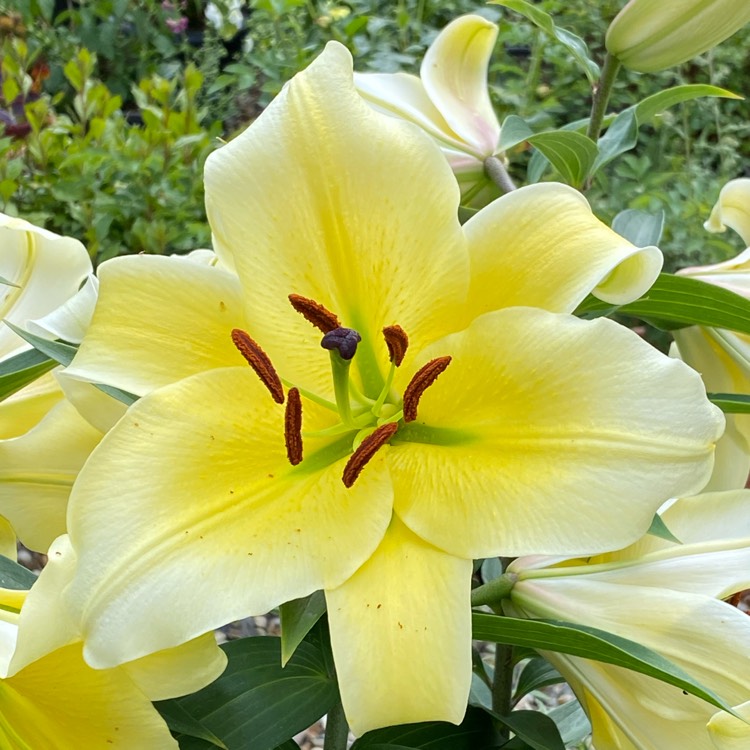 Plant image Lilium 'Manissa' syn. Lilium 'Manisa', Lilium 'Yellow Rocket'