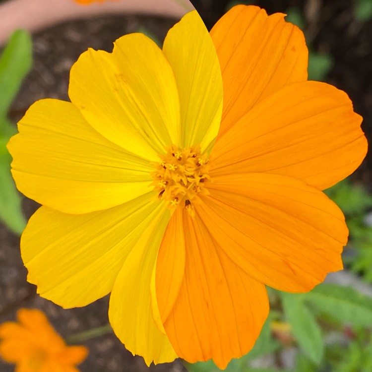 plant image 1528229