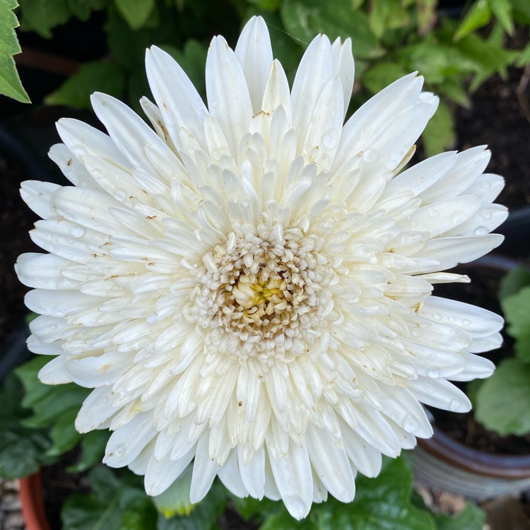 plant image 1528546 plant image 1528546