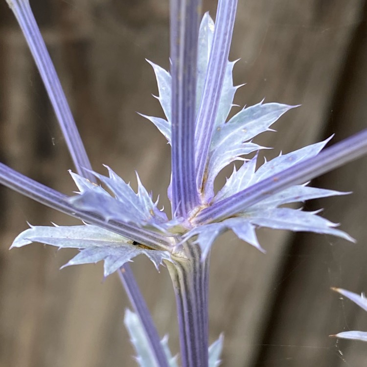 plant image 1529026