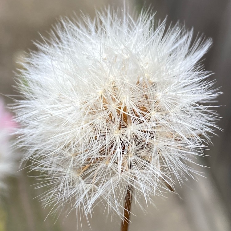 plant image 1529031