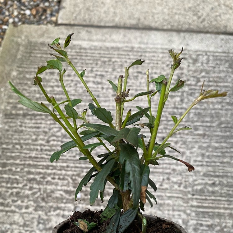 Plant image Crinodendron hookerianum syn. Tricuspidaria hookerianum