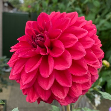 Dahlia 'Perch Hill'