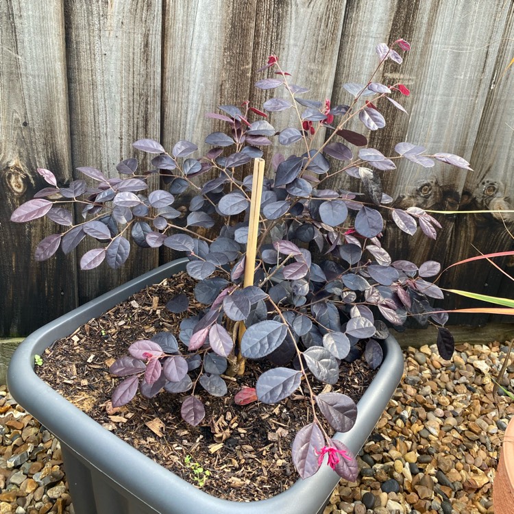 plant image 1533416 plant image 1533416