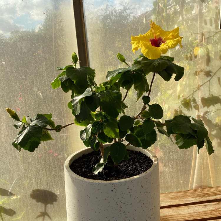 plant image 1539734 plant image 1539734