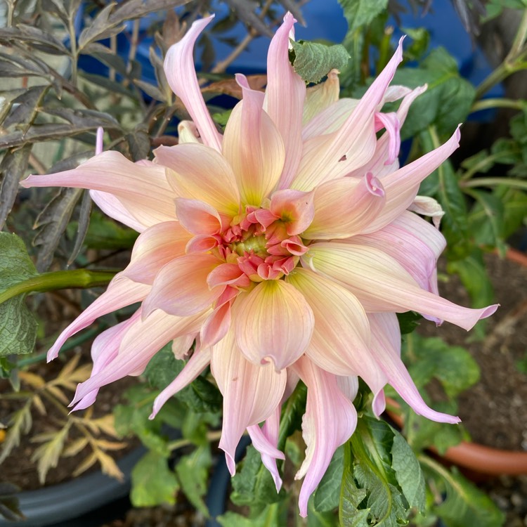 plant image 1539735