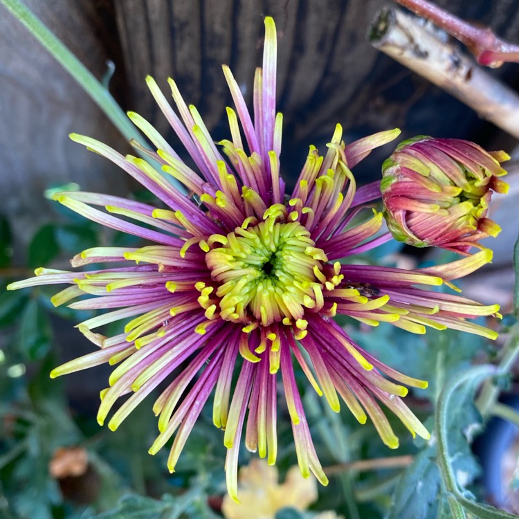 plant image 1542648