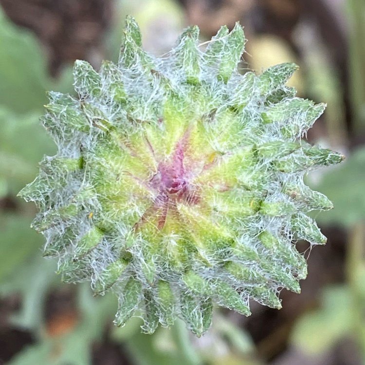 plant image 1542892 plant image 1542892