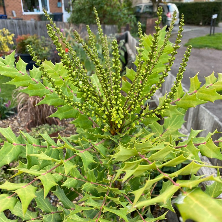 Plant image Mahonia x media 'Winter Sun' syn.Mahonia x wagneri 'Winter Sun'