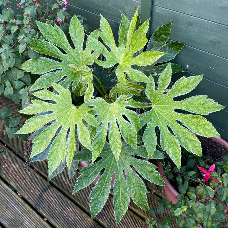 plant image 1544866 plant image 1544866