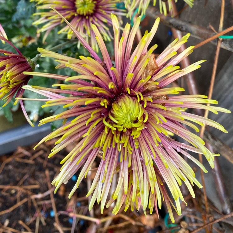 plant image 1547597