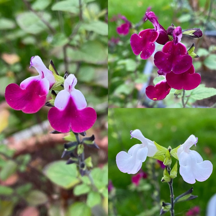 plant image 1548966