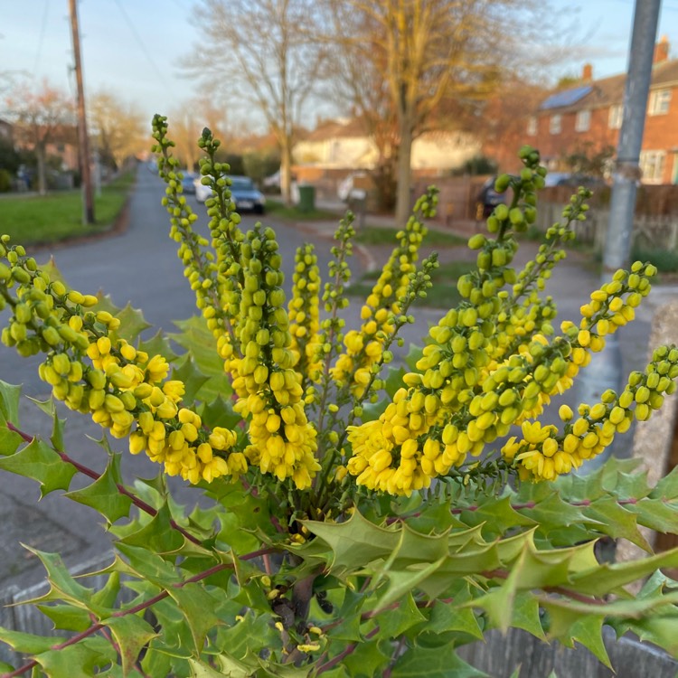 plant image 1549671 plant image 1549671