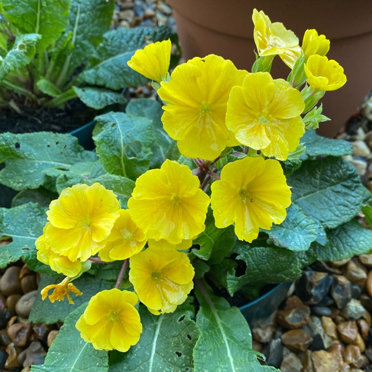 plant image 1550546
