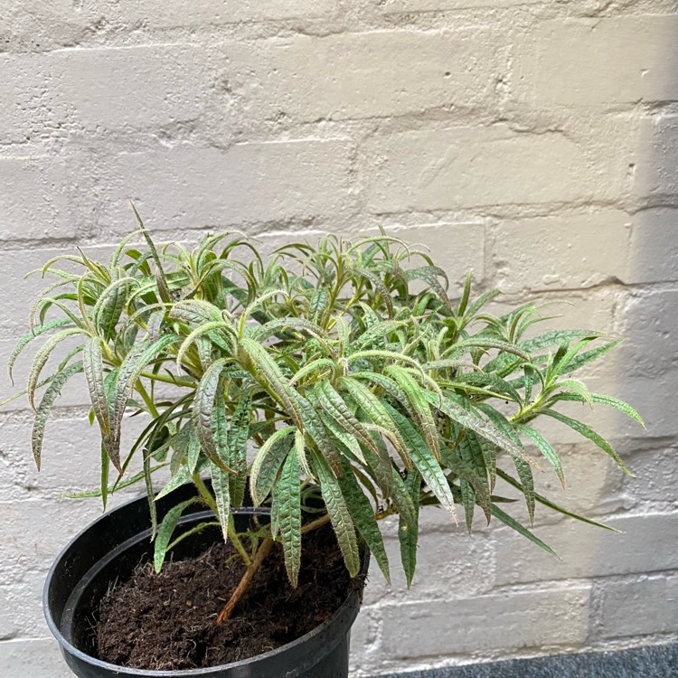 plant image 1550794