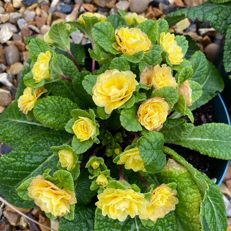 plant image 1556682 plant image 1556682