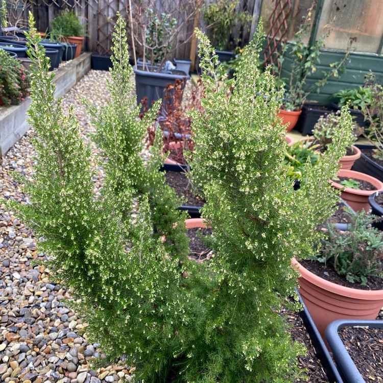 plant image 1556998