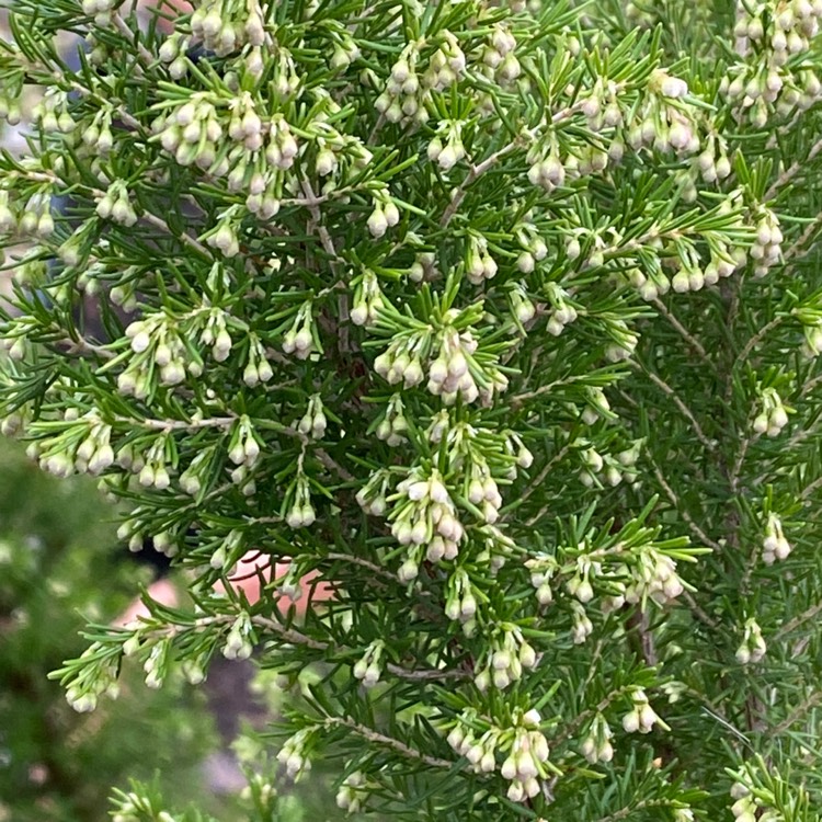plant image 1556999