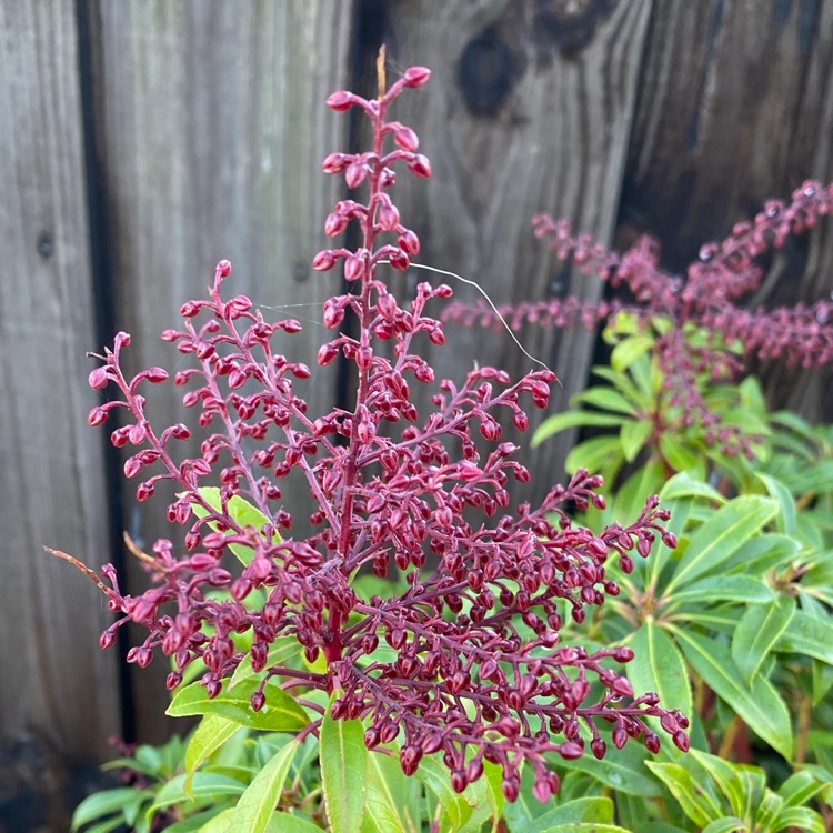 plant image 1557774
