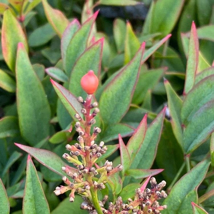 plant image 1558790 plant image 1558790