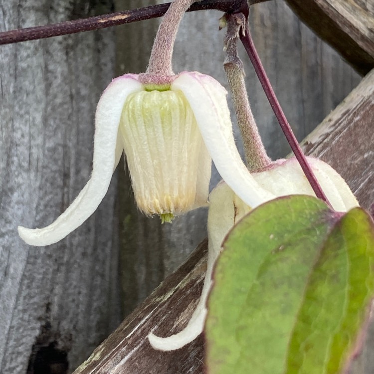 plant image 1560146 plant image 1560146