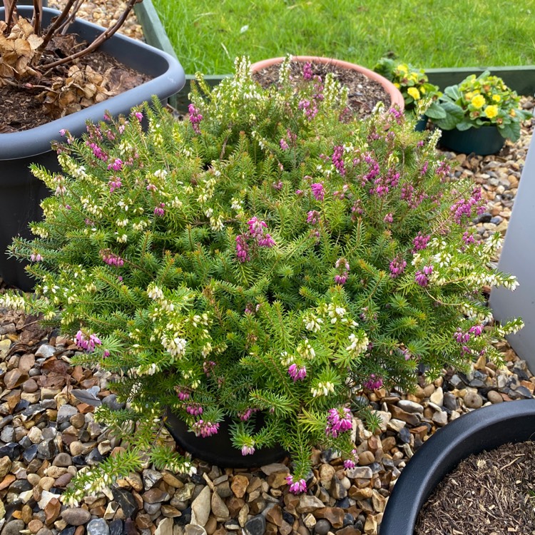 plant image 1561361 plant image 1561361