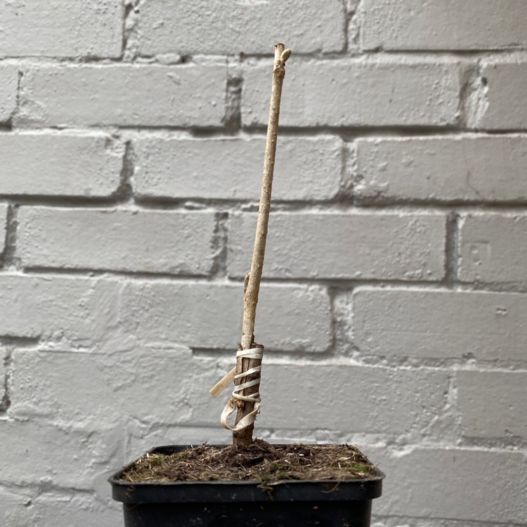 Plant image Hamamelis x intermedia 'Diane'