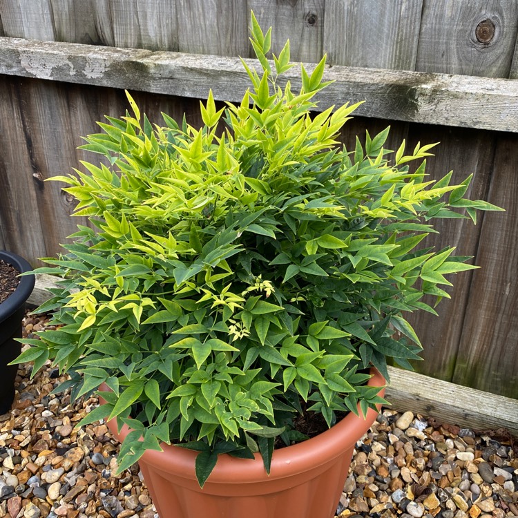 plant image 1562478
