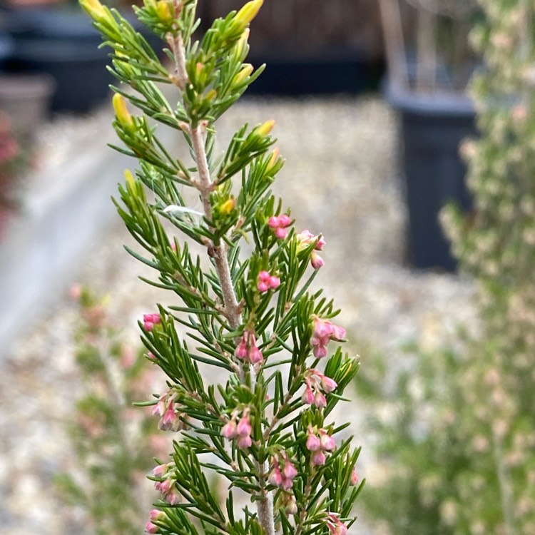 plant image 1562714