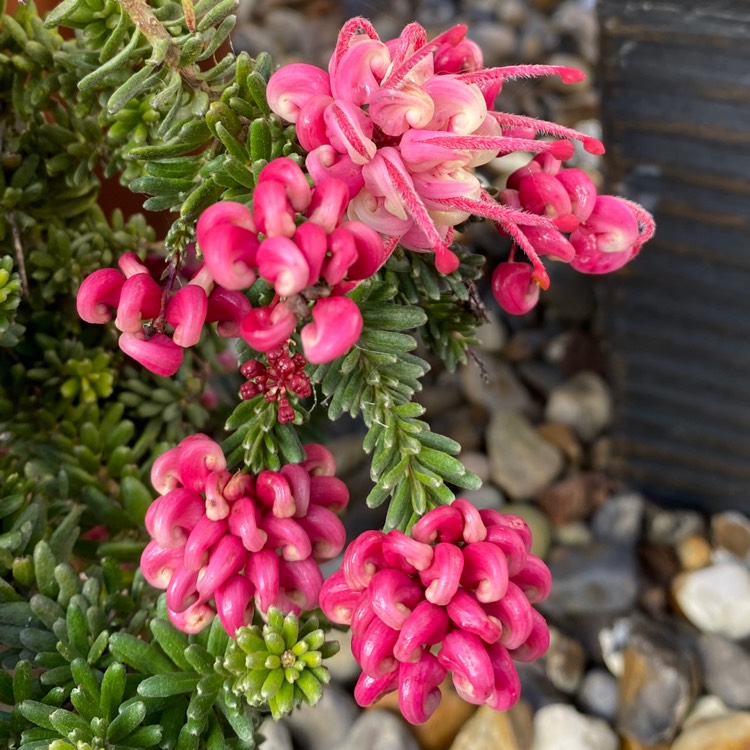 plant image 1564638 plant image 1564638