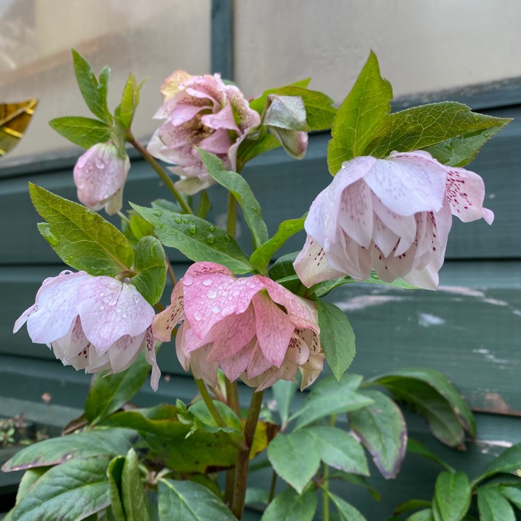 plant image 1565703 plant image 1565703