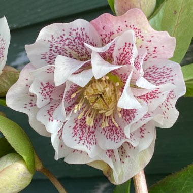 Helleborus