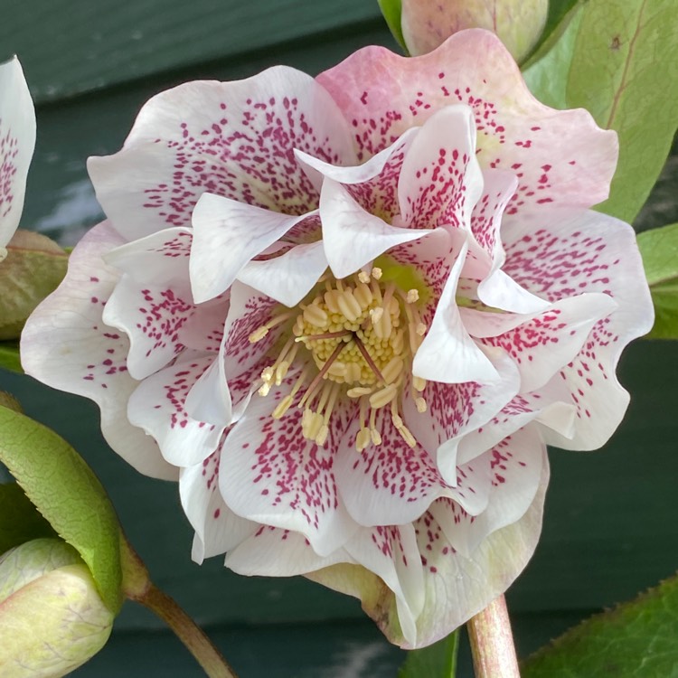 plant image 1565705 plant image 1565705
