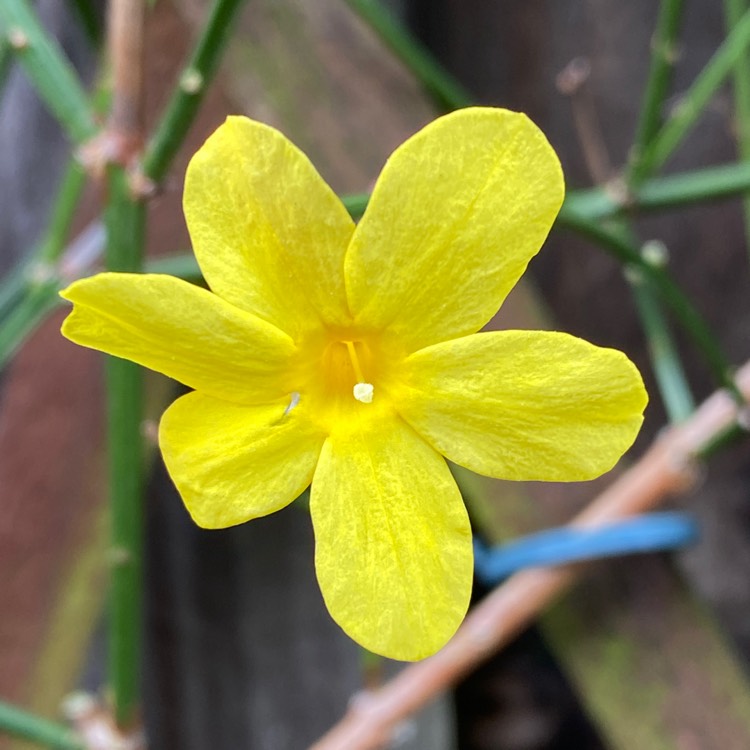 plant image 1565941 plant image 1565941