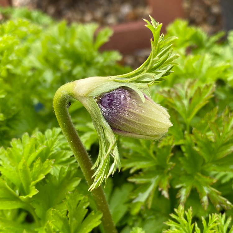 plant image 1566066 plant image 1566066