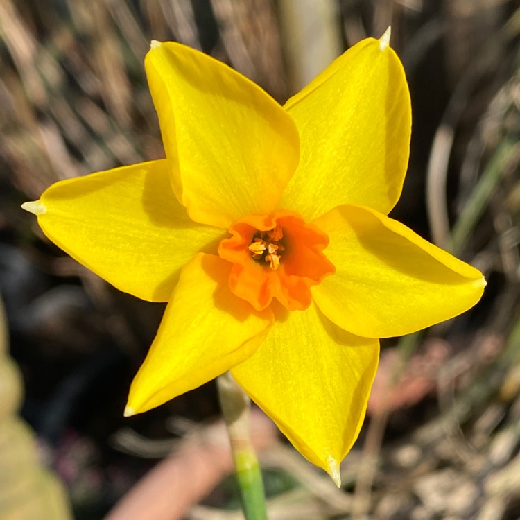 plant image 1566257