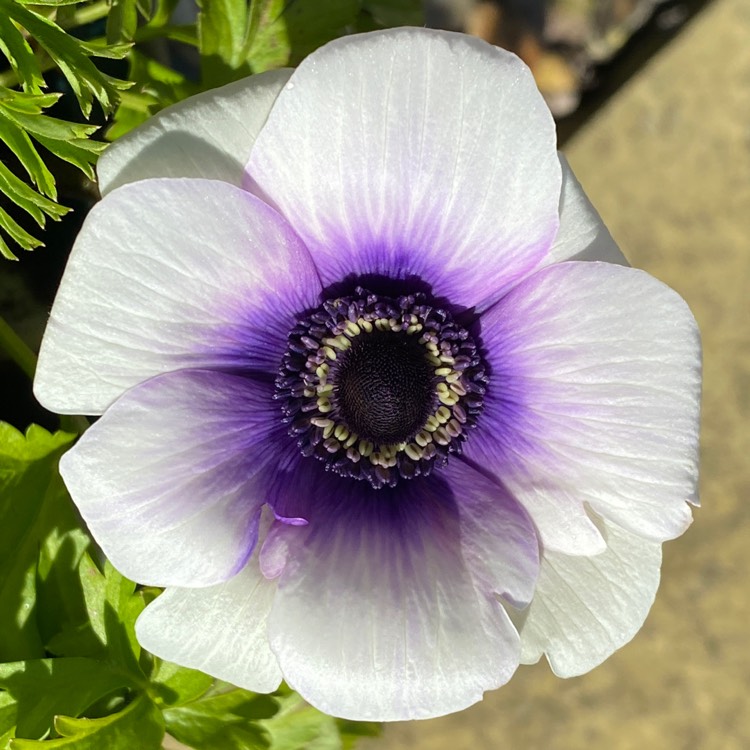 plant image 1566441 plant image 1566441