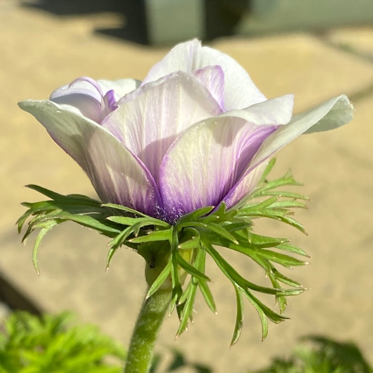 plant image 1566442 plant image 1566442