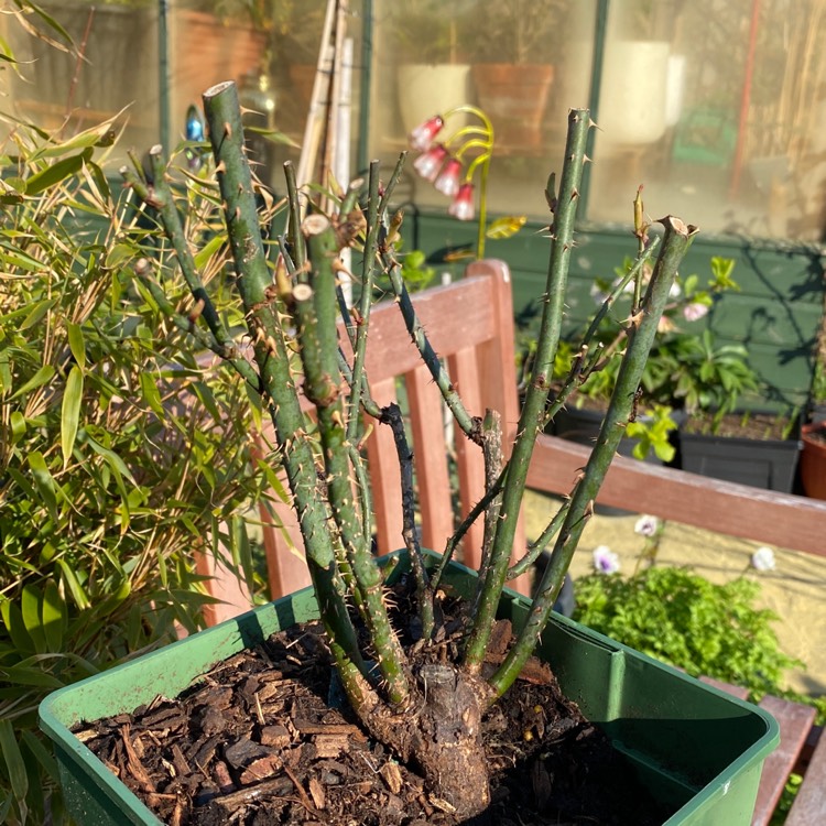 plant image 1567575 plant image 1567575