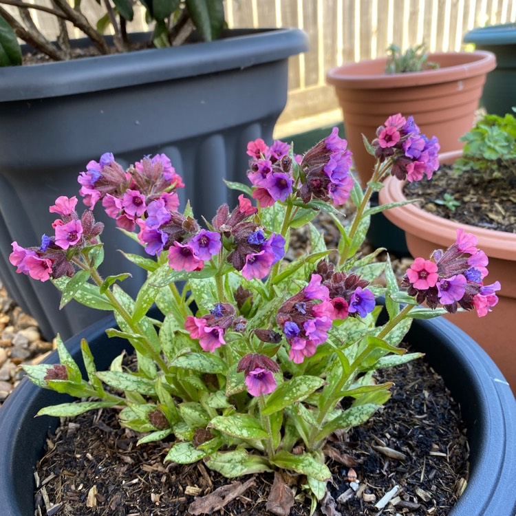 Pulmonaria 'Silver Bouquet' (Lungwort)