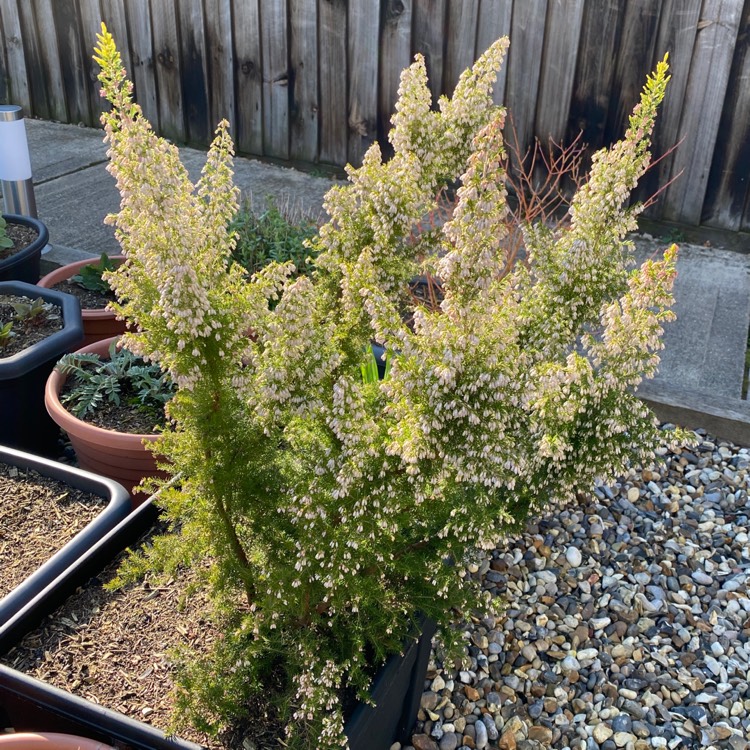 plant image 1568001